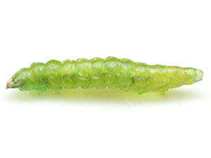 Stigmella saginella