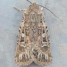 Euxoa misturata