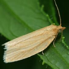 Clepsis clemensiana
