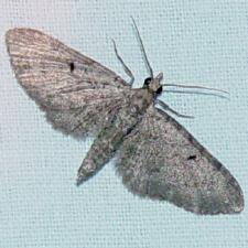 Eupithecia miserulata