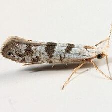 Argyresthia thuiella