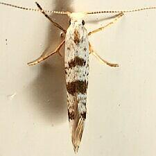 Argyresthia thuiella