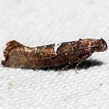 Acrolepiopsis incertella