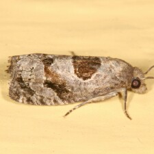 Epiblema brightonana