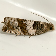 Gypsonoma fasciolana