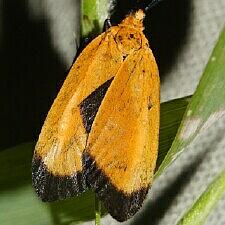 Neoalbertia rata
