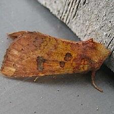 Papaipema sullivani