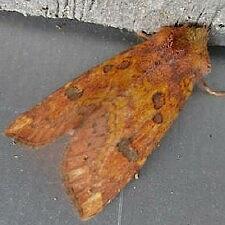 Papaipema sullivani