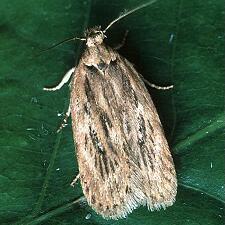 Depressaria pastinacella