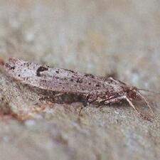 Ypsolopha ustella