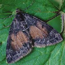 Dysstroma truncata
