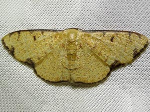 pinned Scopula ornata Geometridae moth from Kazakhstan 