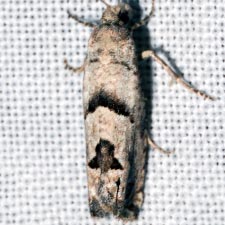 Pelochrista parapulveratana