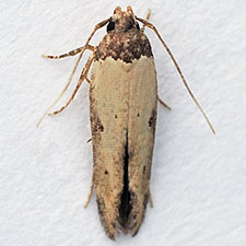 Gisilia armigera
