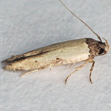 Gisilia armigera