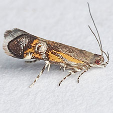 Anacampsis n. sp. 1