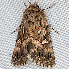 Sympistis mirificalis