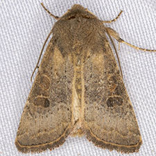 Trichopolia perforata