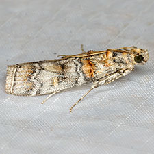 Dioryctria fordi