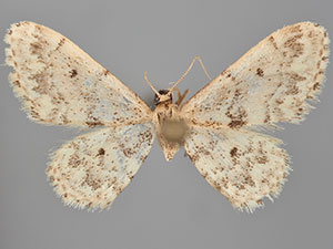Idaea inquinata
