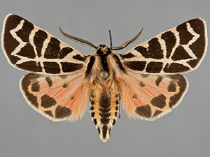 Apantesis nevadensis