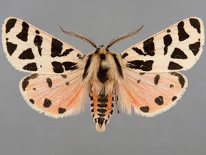 Apantesis nevadensis