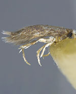 Stigmella castaneaefoliella