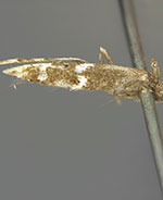 Mompha bicristatella