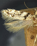 Xenolechia basistrigella
