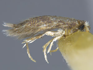 Stigmella castaneaefoliella