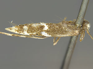 Mompha bicristatella