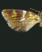 Epimartyria pardella