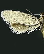 Tetragma gei