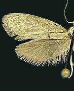 Greya politella