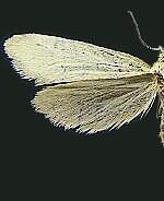 Greya enchrysa