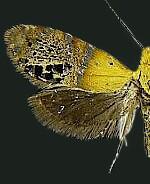 Adela ridingsella