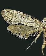 Nemapogon acapnopennella