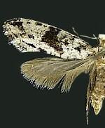 Nemapogon angulifasciella