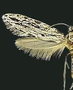 Nemapogon spp.