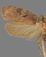 Agonopterix lythrella