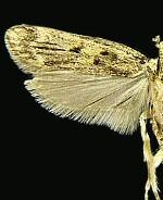 Martyringa xeraula