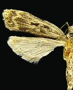 Martyringa xeraula