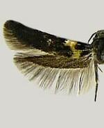 Euclemensia spp.