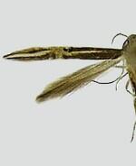 Cosmopterix ebriola