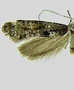 Epermenia spp.