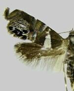 Glyphipterix spp.