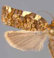 Archips goyerana