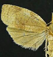 Sparganothis putnamana