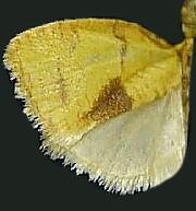 Cenopis albicaudana