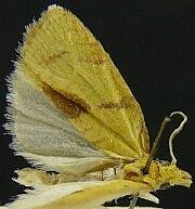 Cenopis albicaudana